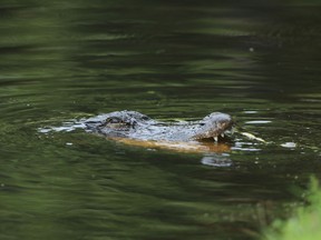 An alligator looks on during the final round of the RBC Heritage on June 21, 2020 at Harbour Town Golf Links in Hilton Head Island, South Carolina. (Photo by Sam Greenwood/Getty Images)