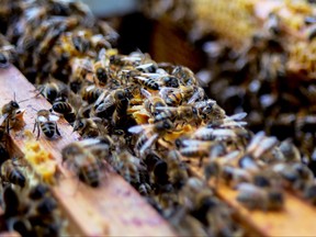 Bees in the hive