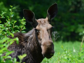 Cow moose