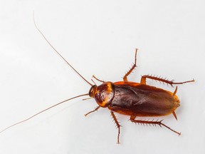 A pest control company wants to give people $2,000 — in exchange for 100 American cockroaches.