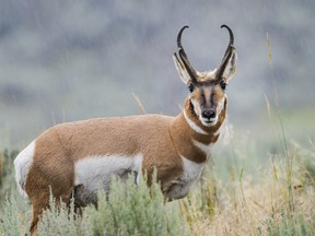 Pronghorn in the rain, Lamar Valley, Yellowstone National Park, USA.