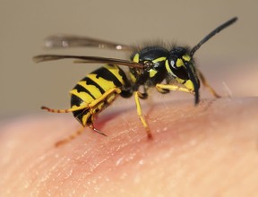 A striped angry wasp stuck a sharp thorn in the human skin