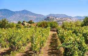 A vineyard on Mount Etna, Sicily. GETTY