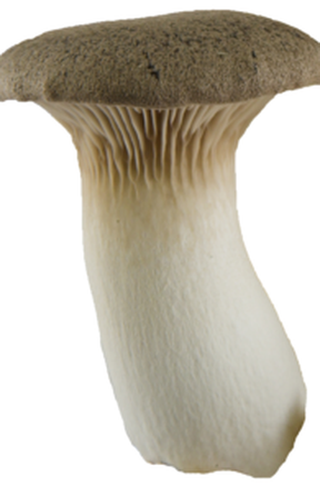 King Oyster Mushroom – www.mushrooms.ca