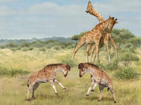 Intermale competitions involving members of the giraffe family are seen in an undated illustration. In the foreground, two males of the extinct species Discokeryx xiezhi that lived 17 million years ago in what is now the Xinjiang region of northwestern China are seen. In the background, two males of the modern giraffe species Giraffa camelopardalis that inhabits parts of sub-Saharan Africa are pictured.