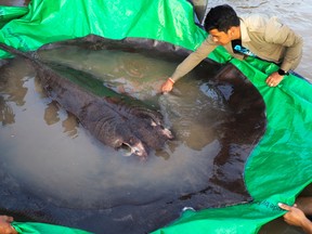 The world's biggest freshwater fish, a giant stingray that weighs 661 pounds (300 kilograms) is pictured with International scientists, Cambodian fisheries officials and villagers at Koh Preah island in the Mekong River south of Stung Treng province, Cambodia June 14, 2022.
