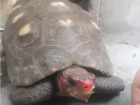 Manuela the tortoise. Nathalye De Almeida