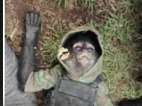 A monkey died in a shootout in Mexico. Mexicodaily.com