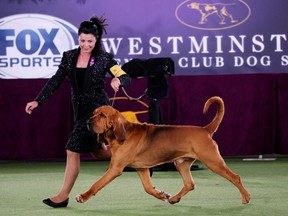 Trumpet, a Bloodhound, is run in the ring by handler Heather Helmer before winning "Best in Show" at the 146th Westminster Kennel Club Dog Show at the Lyndhurst Estate in Tarrytown, New York, June 22, 2022.