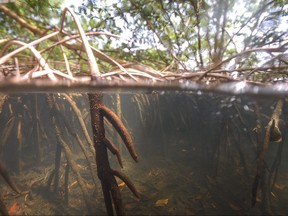 This photo taken between April and May 2022, and released by Lawrence Berkeley National Laboratory on June 23, 2022, shows a sampling sites among the mangroves of the French Caribbean archipelago of Guadeloupe, where the giant bacteria Ca Thiomargarita magnifica was found.