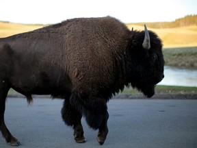 A bison walks in Yellowstone National Park in Wyoming, U.S. on August 10, 2011.