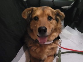Cash, a dog that was abandoned at a railway station in Kharkiv during the Russian invasion of Ukraine now has a new home after arriving in Toronto on Wednesday, June 8, 2022.