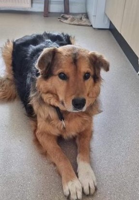 Cash, a dog abandoned at a train station in Kharkiv during the Russian invasion of Ukraine, now has a new home after arriving in Toronto on Wednesday, June 8, 2022.
