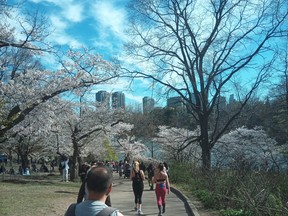 People enjoy the cherry blossoms at High Park in May 2022, after two years of restrictions at the park when the trees were in bloom.  Justin Holmes/Toronto Sun
