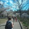 People enjoy the cherry blossoms at High Park in May 2022, after two years of restrictions at the park when the trees were in bloom. Justin Holmes/Toronto Sun