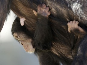 A baby chimp clings to its mother as she walks at Chimp Haven in Keithville, La., Tuesday, Feb. 19, 2013.