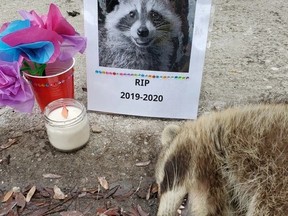 A memorial next to a dead raccoon on the corner of Bathurst and Dundas Sts.  in Toronto.  Similar vigils, which have gone viral, have been held around the city in recent years.  (REDDIT)
