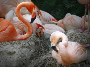 Freddie Mercury and Lance Bass, a same-sex Chilean flamingo couple at the Denver Zoo, are no longer together, the zoo said this month.