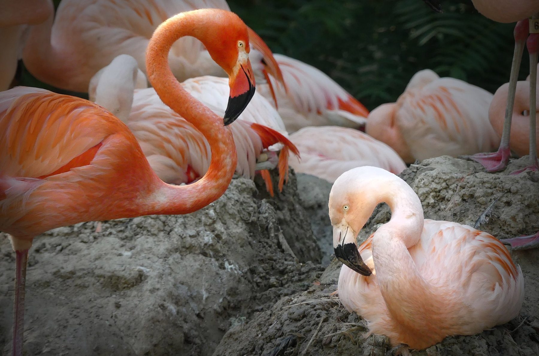 Denver Zoo's same-sex Chilean flamingos are no longer a couple