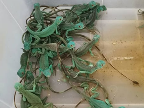 Thai officials reportedly discovered 109 animals in the women's luggage, including 50 lizards.