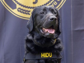 This May 2022 handout photo released by Operation Underground Railroad shows Hidu, an electronics detection dog, trained to sniff out a certain chemical used in the manufacture of small memory devices like flash drives, in Indianapolis, Indiana.