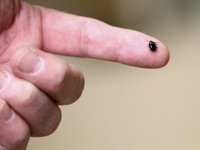 A tick. The tiny crawling bugs can carry Lyme disease.