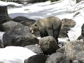 A female grizzly bear stands on a rock in Yoho National Park in this undated photo. The bear was hit and killed on the Trans-Canada Highway on June 7, 2022. A second male bear was hit and killed in the same area four days later.