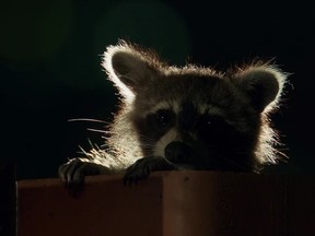 Raccoon in the dark.  (File Photo/Post Media)