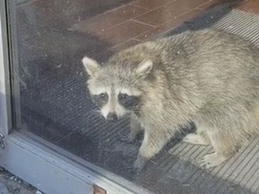 TRASH PANDAS UNITE!: Greatest Hits From The Raccoon Capital Of The World A raccoon was seen in a drawing room in Wellesley St. after apparently falling through the ceiling and becoming trapped in the locked building. PHOTOGRAPH BY DARCY HIGGINS /FACEBOOK