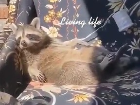 A raccoon was caught on tape lying on a porch 