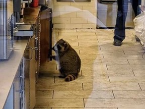 Raccoon behind the counter at Tim Hortons.  (FINANCE_STUDENT /REDDIT/WEIRD TORONTO)