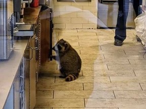 TRASH PANDAS UNITE!: Greatest Hits From The Raccoon Capital Of The World Raccoon behind the counter at Tim Hortons. (FINANCE_STUDENT /REDDIT/WEIRD TORONTO)