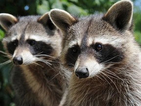 TRASH PANDAS UNITE!: Greatest Hits From The Raccoon Capital Of The World Pair of raccoons (Getty Images)