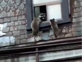 TRASH PANDAS UNITE!: Greatest Hits From The Raccoon Capital Of The World Raccoons sneak in through an open window in Parkdale. (Instagram)