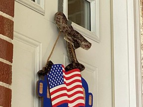 Snake hanging on sign on front door.