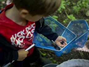 Students catch a baby toad while out on a group hike on the first day of summer camp at the Natural Pathways Forest and Nature School in Harrow, on Monday, August 2, 2021.