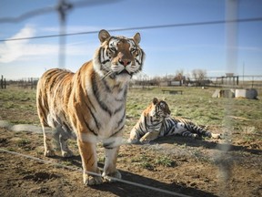 A pair of the 39 tigers rescued in 2017 from Joe Exotic's G.W. Exotic Animal Park relax at the Wild Animal Sanctuary on April 5, 2020 in Keenesburg, Colorado.