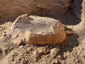 This undated photo handout on June 24, 2022 by the press office of the Archaeological Park of Pompeii shows the remains of a land tortoise, unearthed in a shop near Pompeii's Stabian Bath complex.