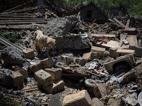 A dog named Buddy is seen near his building destroyed by yesterday's Russian military strike where one local resident was killed and another wounded in the town of Kostiantynivka, in Donetsk region, Ukraine June 10, 2022.