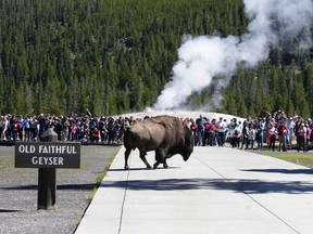 A bison walks past people who just watched the eruption of Old Faithful Geyser in Yellowstone National Park, which has been closed for more than a week, on June 22, 2022 in Yellowstone National Park, Wyo.