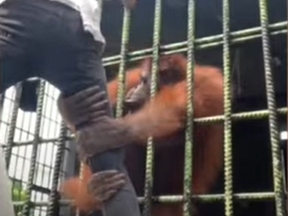 Social media influencer Hasanal Arifin, 19, struggles to break free of an orangutan's grip at the Kasang Kulim Zoo in Indonesia.