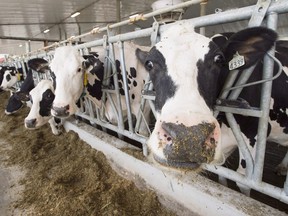Dairy cows are seen at a farm in Quebec.