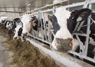 Dairy cows are seen at a farm in Quebec. 