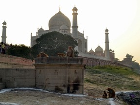 This photo taken on Nov. 13, 2018 shows macaques monkeys gathering near the Taj Mahal monument in Agra in India's Uttar Pradesh state.