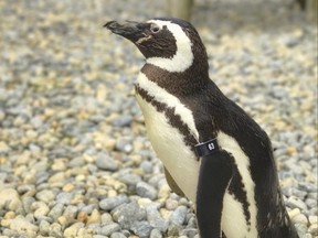 This undated photo released by the San Francisco Zoo and Gardens shows a male Magellanic penguin called Captain Eo at the zoo.