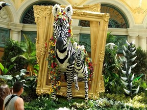 Individually placed preserved black and white rose petals cover a zebra in the Conservatory and Botanical Gardens at the Bellagio in Las Vegas.