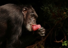 Ein Schimpanse lutscht am 19. Juli 2022 im Chester Zoo in Chester, Großbritannien, an einem Block aus aromatisiertem Eis.