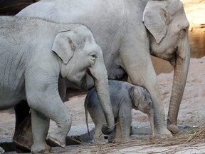 Male baby elephant Umesh walks between its thirty-four-year-old mother Indi and and sister Omysha in the Kaeng Krachan Elephant Park at the zoo in Zurich, Switzerland, Feb. 6, 2020.