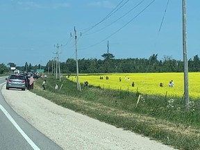 People take photos in a canola field in Ontario.