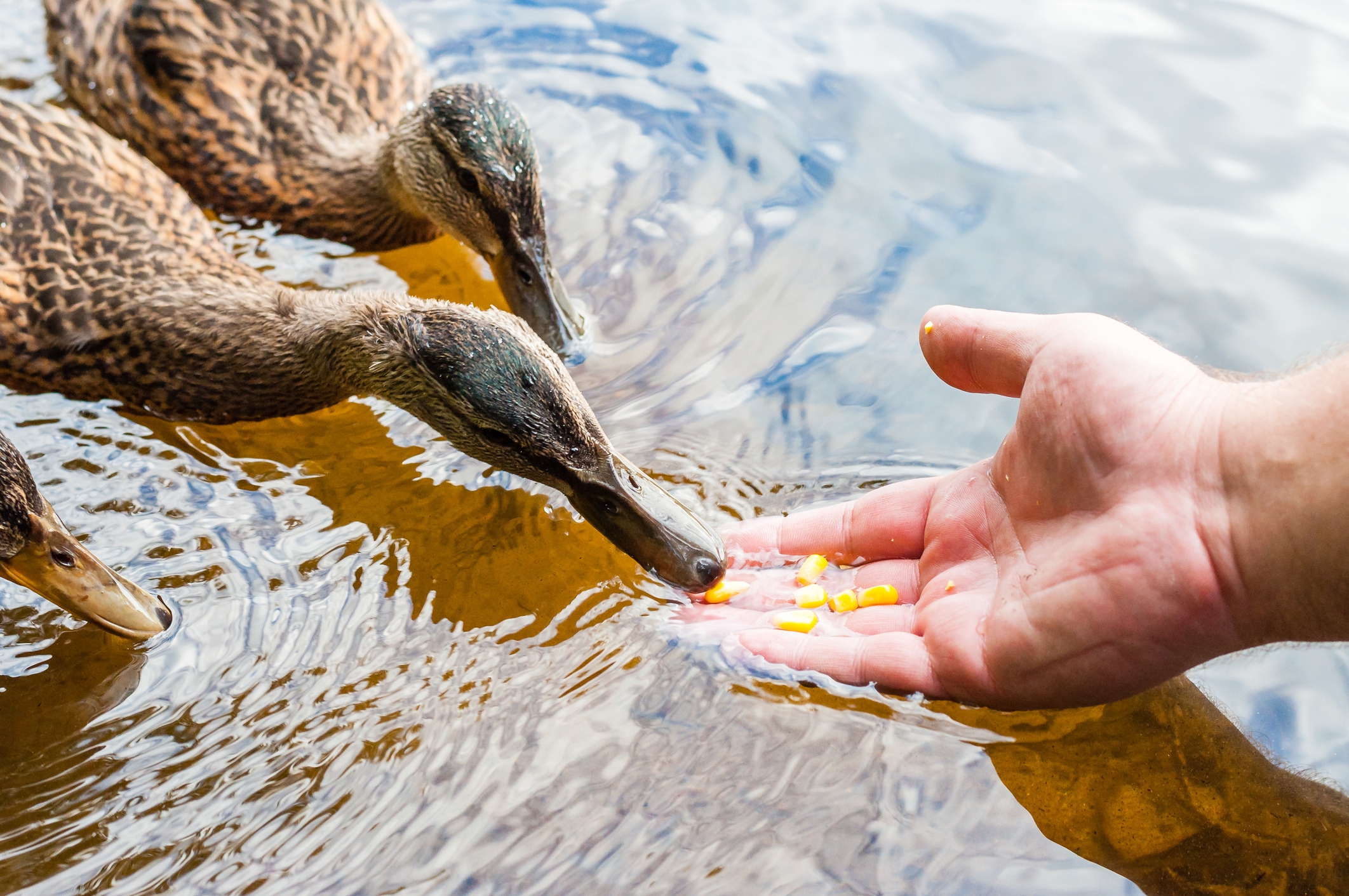 Texas couple fed nearby ducks. Now, their HOA is threatening to foreclose